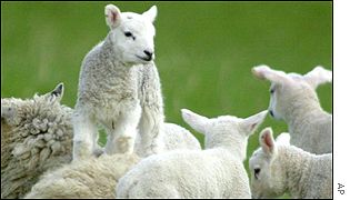 Lambs in a field